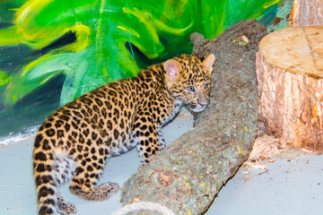 North Chinese leopard baby in a zoo