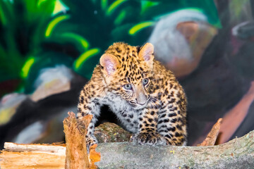 North Chinese leopard baby in a zoo