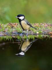 Great tit, Parus major