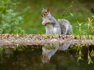 Grey squirrel, Sciurus carolinensis