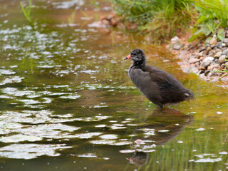 Moorhen, Gallinula chloropus