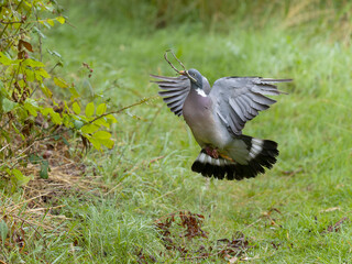 Wood pigeon, Columba palumbus
