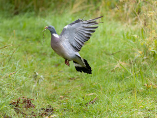 Obraz premium Wood pigeon, Columba palumbus