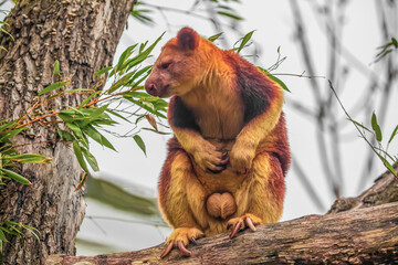 Goodfellow's Tree Kangaroo, portrait of very cute rare red animal.