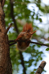 A Red Squirrel Sitting on a Tree, Chewing on Nuts. Adorable Moment of a Squirrel Enjoying a Snack in Its Natural Habitat. Close-Up of a Cute, Furry Forest Animal.