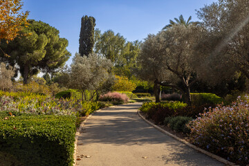 Obraz premium A path in a well-kept Israeli park among fragrant herbs, palm trees, cypresses and shrubs