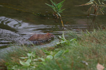 A Large Red Rat Hunting and Catching a Pigeon. Dramatic Scene in Nature as the Rat Preys on a Bird. Wild Moment Captured Showing Animal Instinct and Predatory Behavior.