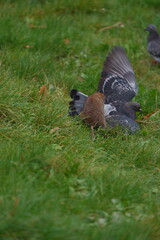 A Large Red Rat Hunting and Catching a Pigeon. Dramatic Scene in Nature as the Rat Preys on a Bird. Wild Moment Captured Showing Animal Instinct and Predatory Behavior.