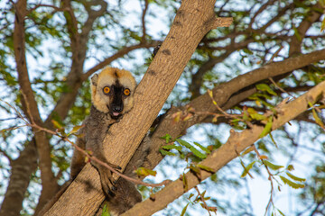 Red-bellied Lemur - Eulemur rubriventer, Cute primate.