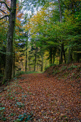Durch den herbstlichen Wald