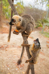 Common brown lemur Eulemur fulvus with orange eyes.