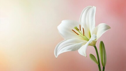 Fototapeta premium A close-up white flower in a pink, yellow, and red background with a blurry backdrop