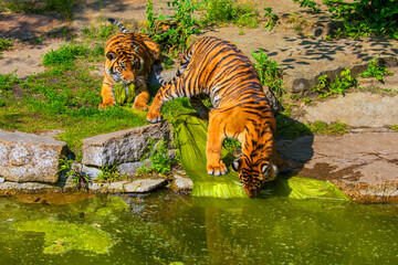 critically endangered Sumatran tiger