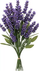 Beautiful lavender flowers are arranged elegantly against a pristine white background, highlighting their vibrant hues and fine details