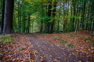 Durch den herbstlichen Wald