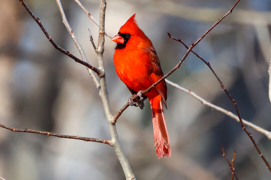 cardinal on a branch