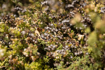 Healing Properties of Eriocephalus africanus: The Apothecary's Wildflower