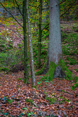 Durch den herbstlichen Wald