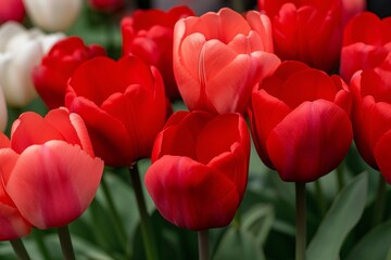 Fototapeta premium A garden filled with blooming tulips, their bright colors.