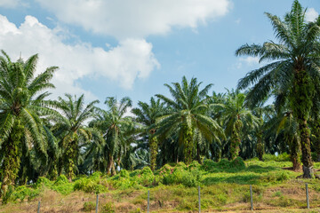 Fototapeta premium palm tree alley way along roads