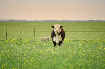 Fototapeta premium Polled Hereford cow next to a Corriedale sheep looking at the camera in the vastness of the field. Copy space