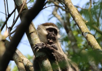 Vervet Monkey (Chlorocebus pygerythrus) in the Bigodi Wetlands Sanctuary, Kibale National Forest, Uganda, Africa.