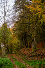 Obraz premium Durch den herbstlichen Wald