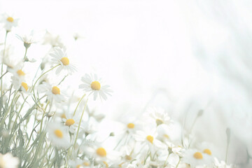 a dreamy field of white daisies with soft yellow centers glowing in sunlight creating a serene and ethereal floral scene
