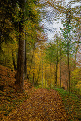 Durch den herbstlichen Wald