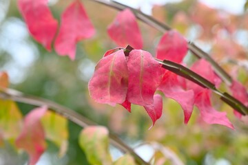 Winged spindle Autumn leaves. It has corky wings and turns beautiful red in autumn, and is said to...