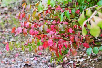 Winged spindle Autumn leaves. It has corky wings and turns beautiful red in autumn, and is said to...