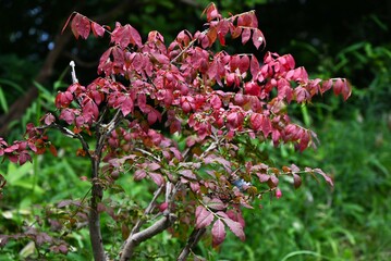 Winged spindle Autumn leaves. It has corky wings and turns beautiful red in autumn, and is said to...