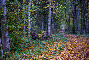 Durch den herbstlichen Wald