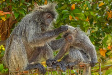 Closeup portrait of Tufted gray langur Semnopithecus priam