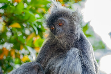 Obraz premium Closeup portrait of Tufted gray langur Semnopithecus priam