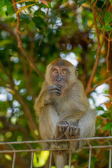 Fototapeta premium young baby crabeater macaque in selective focus.in natural habitat