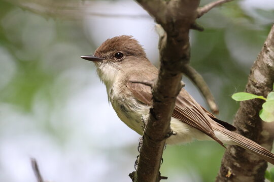 Eastern phoebe sitting on a branch 
