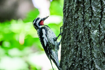 A yellow-bellied sapsucker 