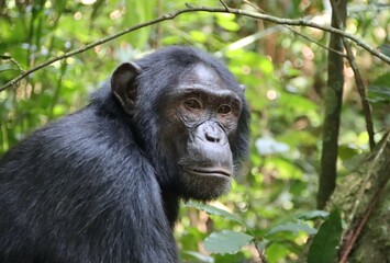 Naklejka premium Chimpanzee (Pan troglodytes), Kibale National Park, Uganda, Africa.