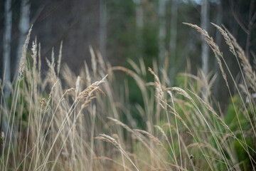The Serene Grass Blades in a Beautiful and Tranquil Forest