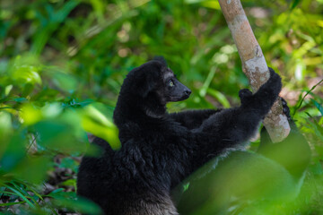 Lemur Indri indri, babakoto largest lemur from Madagascar