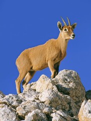 Obraz premium Ibex climbing rocks captured in realistic portrait style, vibrant solid colors contrasting with subject, simple composition with open space for text.