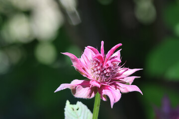 Obraz premium pink and white flower