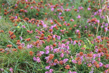 Champ de fleurs rouges et violettes