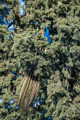 Wild peacock up in tree