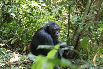 Fototapeta premium Chimpanzee (Pan troglodytes), Kibale National Park, Uganda, Africa.