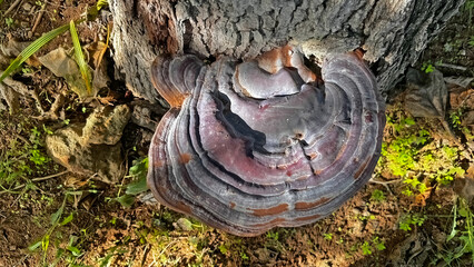 A large tinder fungus on a tree trunk.