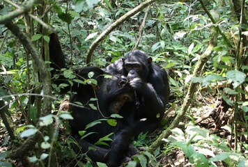 Chimpanzees (Pan troglodytes) grooming in the Kibale National Park, Uganda, Africa.