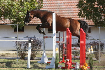 Young purebred horse loose jumping on breeders event