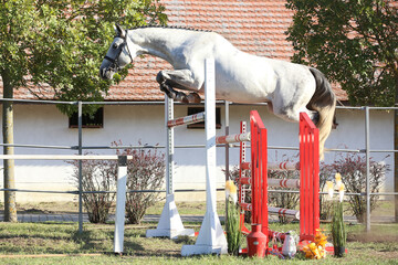 Young purebred horse loose jumping on breeders event